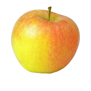 POMME GOLDEN | VILLAGE 8KG BE