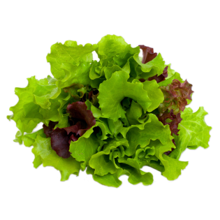 SALAD LOLLO MIX 8PC BE