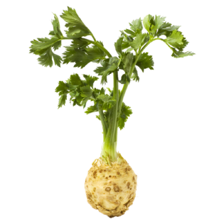 CELERY RAVE WITH GREENERY 6PC BE