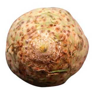 CELERY RAVE WITHOUT GREENS 6PC BE