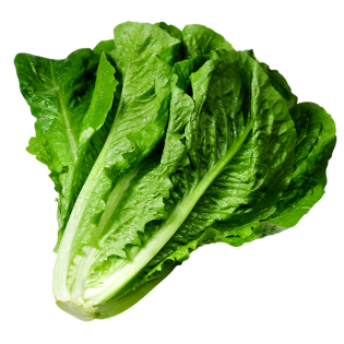 SALADE ROMAINE OUVERT 8PC BE
