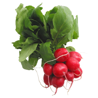 RADIS BOOTS 12 PC BE