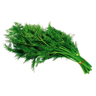 DILL ISO BOX 20PC ESP