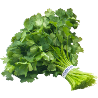 CORIANDER ISO BOX 20PC ESP