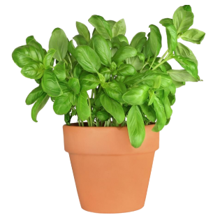 L'HERBE BASILIC POT 6PC BE