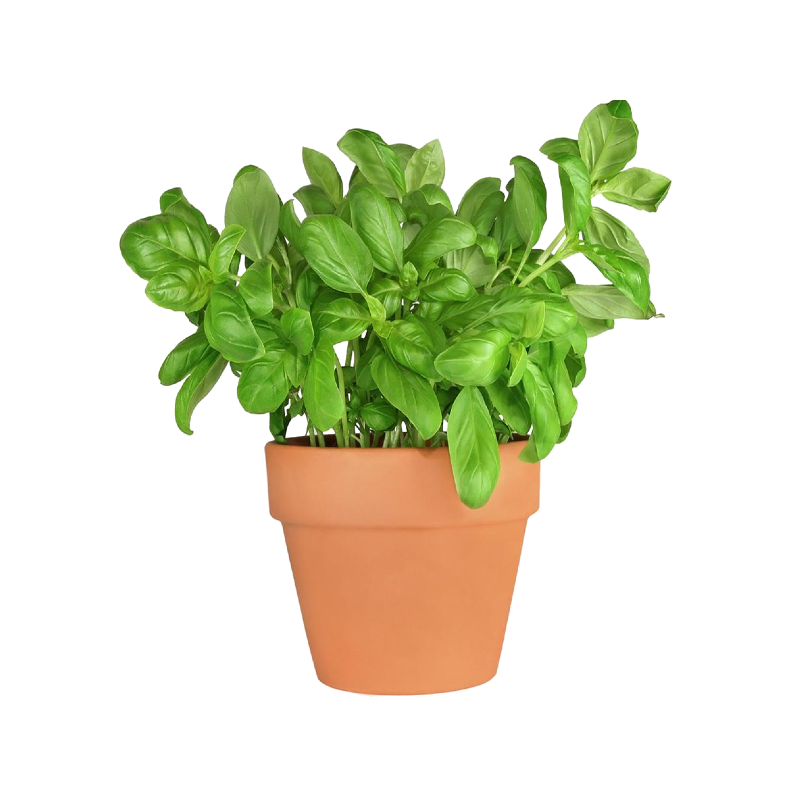 BASIL HERB POT 6PC BE