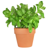 BASIL HERB POT 6PC BE