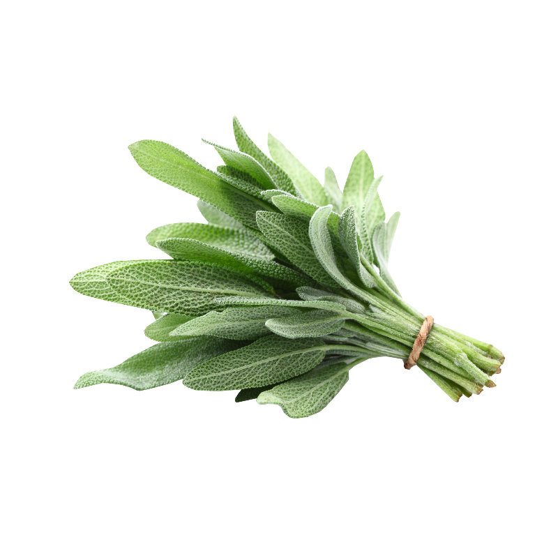 SAGE HERB 10X80GR BE