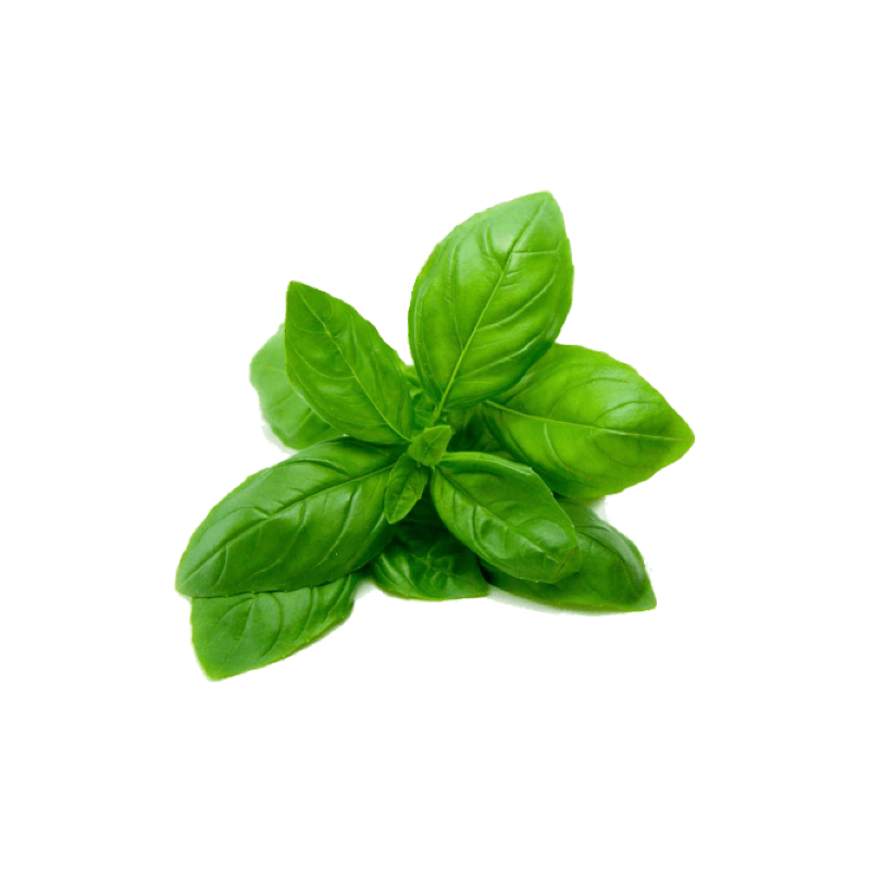 BASIL HERB 10X80GR BE