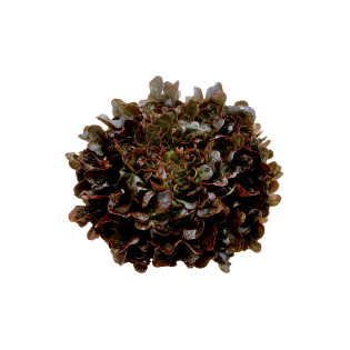 RED OAK SALAD 8PC BE