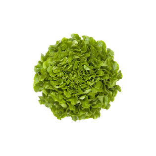 SALADE CHENE VERT 8PC BE