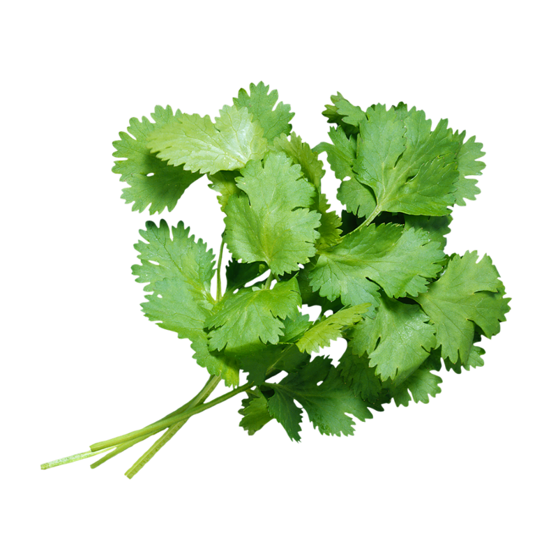 CORIANDER HERB 6X40GR BE