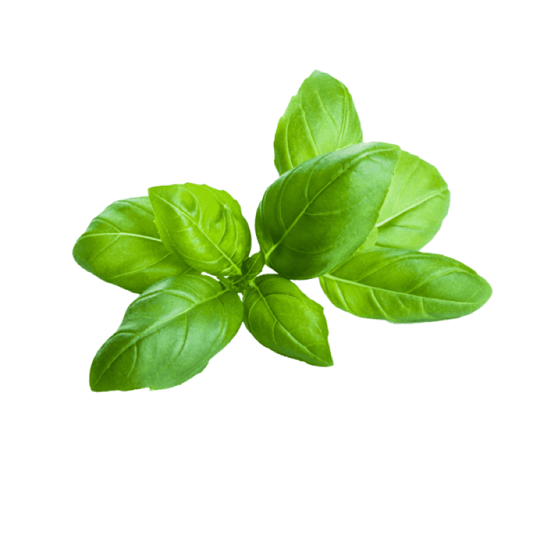 BASIL HERB 6X40GR BE