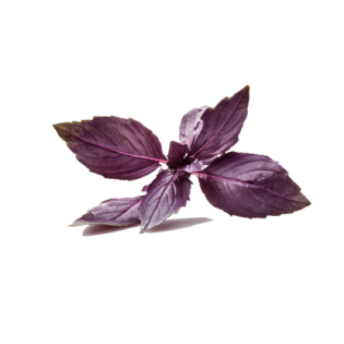 RED BASIL HERB 6X40GR BE