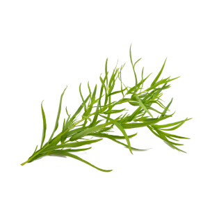 TARRAGON OT 6X40GR BE