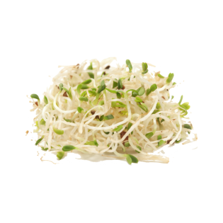 ALFALFA SPROUTS 100GR NL