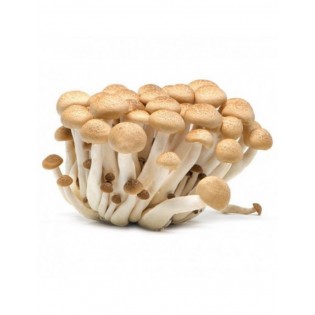 CHAMPIGNION SHIMEJI BRUN 20X150GR NL