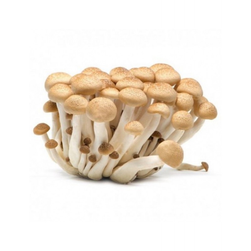 BROWN SHIMEJI MUSHROOM 20X150GR NL