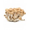 BROWN SHIMEJI MUSHROOM 20X150GR NL