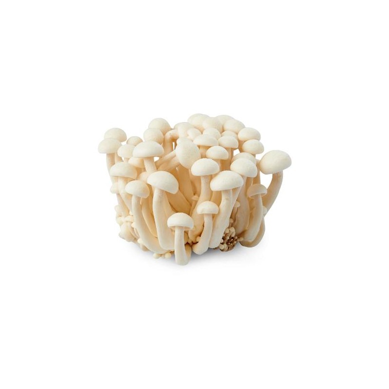 SHIMEJI MUSHROOM 20X150GR NL