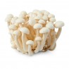 SHIMEJI MUSHROOM 20X150GR NL