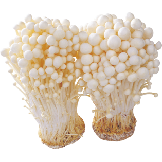 CHAMPIGNION ENOKI 100GR NL