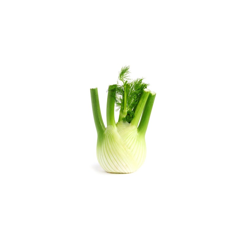 FENNEL 8 PC ITA