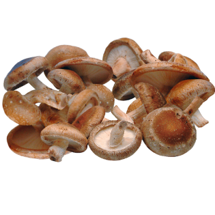 CHAMPIGNONS SHIITAKE 1.5KG BE