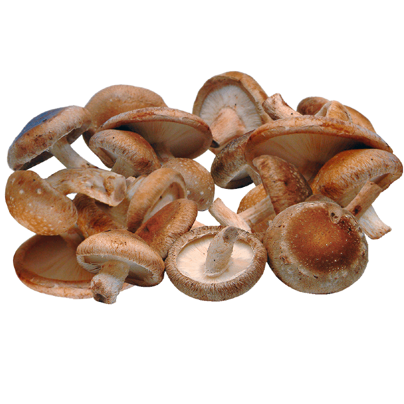 SHIITAKE MUSHROOMS 1.5KG BE