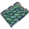 AVOCADO GROEN 16ST ESP