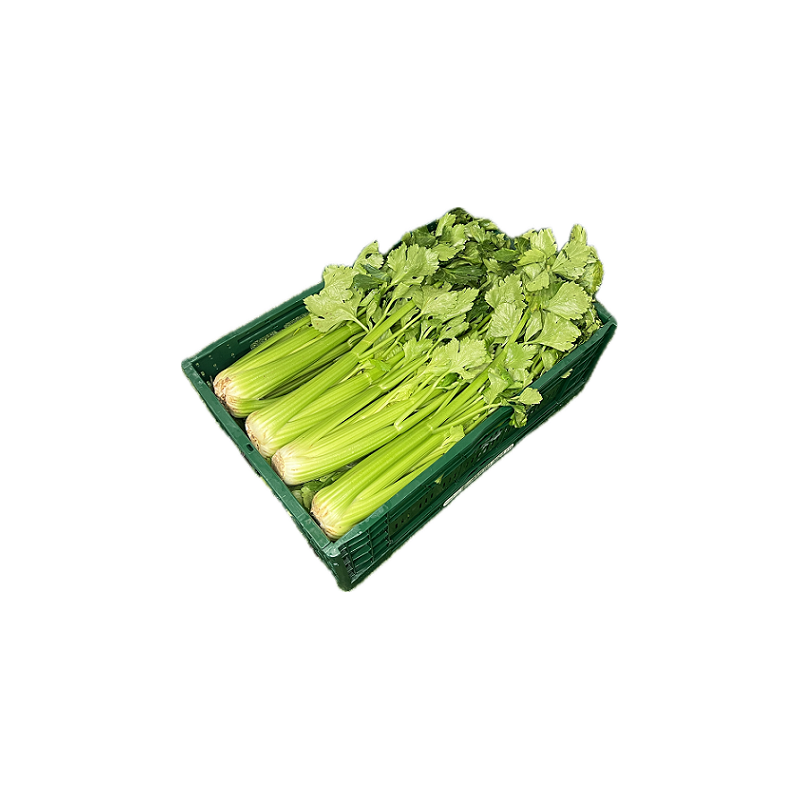 GREEN CELERY 12PC BE