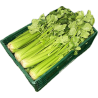 GREEN CELERY 12PC BE