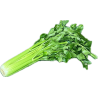 GREEN CELERY 12PC BE