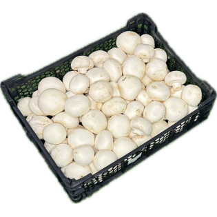 DÖKME MANTAR 3KG NL