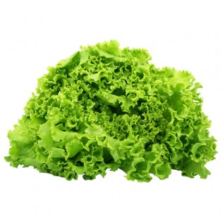 GREEN LOLLO SALAD 8PC BE