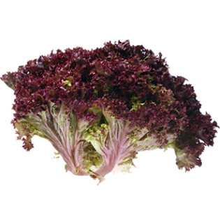 SALADE LOLLO ROUGE 8PC BE