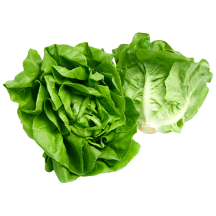 BELCIKA MARULU 12PC BE